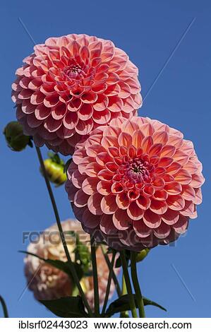 Stock Image - "Dahlias (Dahlia), Hesse, Germany, Europe". Fotosearch