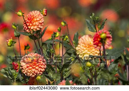 Stock Image - "Dahlias (Dahlia), Hesse, Germany, Europe". Fotosearch