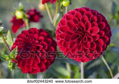 Stock Image - "Dahlias (Dahlia), Hesse, Germany, Europe". Fotosearch