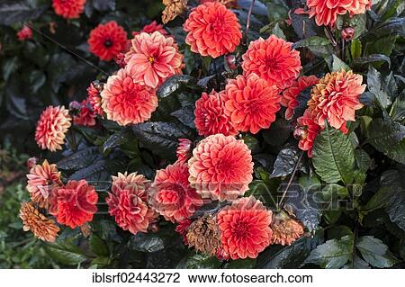 "Dahlias (Dahlia), Hesse, Germany, Europe" View Large Photo Image Stock Image - "Dahlias (Dahlia), Hesse, Germany, Europe". Fotosearch