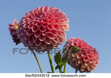Stock Photo - "Dahlias (Dahlia), Hesse, Germany, Europe". Fotosearch