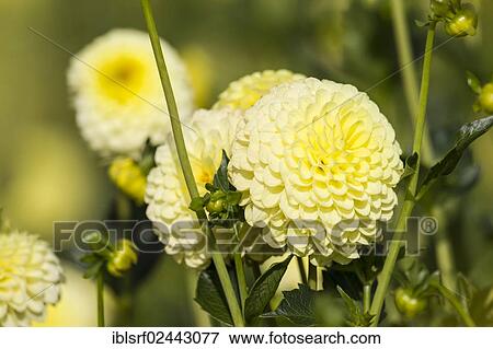 Stock Photo - "Dahlias (Dahlia), Hesse, Germany, Europe". Fotosearch