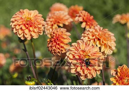 Stock Photograph - "Dahlias (Dahlia), Hesse, Germany, Europe". Fotosearch