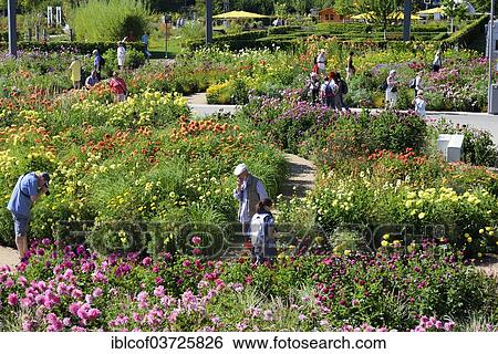 "Dahlias in bloom at the International Garden Show 2013, Wilhelmsburg, Hamburg, Hamburg, Germany, Europe" View Large Photo Image Stock Photograph - "Dahlias in bloom at the International Garden Show 2013, Wilhelmsburg, Hamburg, Hamburg, Germany, Europe". Fotosearch