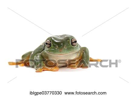 Dainty Green Tree Frog (Litoria gracilenta) View Large Photo Image Stock Image - Dainty Green Tree Frog (Litoria gracilenta). Fotosearch