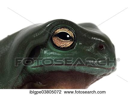 Stock Image - Dainty Green Tree Frog (Litoria gracilenta). Fotosearch