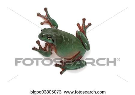 Stock Image - Dainty Green Tree Frog (Litoria gracilenta). Fotosearch
