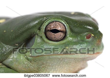 Dainty Green Tree Frog (Litoria gracilenta) View Large Photo Image Stock Photo - Dainty Green Tree Frog (Litoria gracilenta). Fotosearch