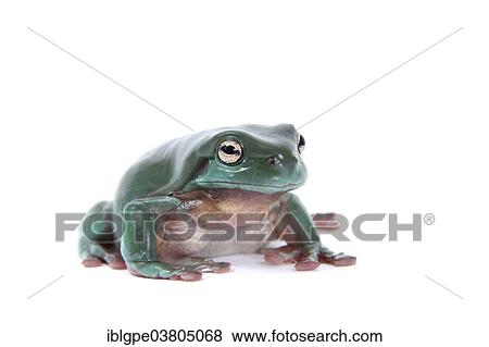 Stock Photo - Dainty Green Tree Frog (Litoria gracilenta). Fotosearch