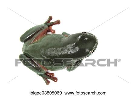 Stock Photo - Dainty Green Tree Frog (Litoria gracilenta). Fotosearch
