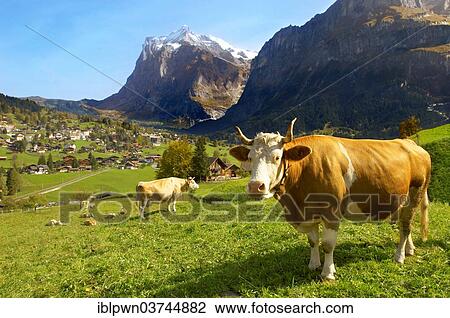 Stock Image - "Dairy cow on alpine pasture above Grindelwald, Swiss Alps, Canton of Bern, Switzerland, Europe". Fotosearch