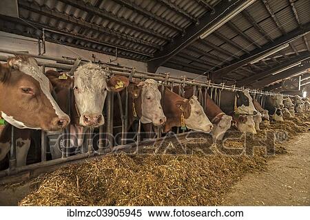 "Dairy cows at a feed fence in a cow shed, Bavaria, Germany, Europe" View Large Photo Image Stock Photography - "Dairy cows at a feed fence in a cow shed, Bavaria, Germany, Europe". Fotosearch