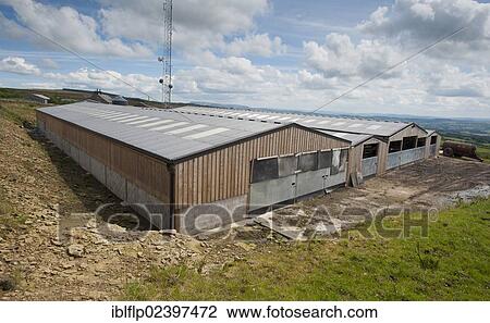 Stock Image - "Dairy farming, wooden cubicle house for dairy herd, Lancashire, England, United Kingdom, Europe". Fotosearch