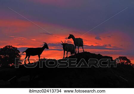 Picture - Dairy goats in silhouette on a hill against the evening sky, Bioziegenhof organic goat farm, Zum Weissen Haus 1, Othenstorf, Mecklenburg-Western Pomerania, Germany, Europe, montage, Europe. Fotosearch