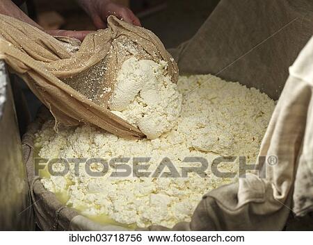 "Dairyman making grey cheese, lifting and pressing the curd with a cheese cloth, Steinbergalm, Inneralpbach, Alpbach, Tyrol, Austria, Europe" View Large Photo Image Stock Photograph - "Dairyman making grey cheese, lifting and pressing the curd with a cheese cloth, Steinbergalm, Inneralpbach, Alpbach, Tyrol, Austria, Europe". Fotosearch