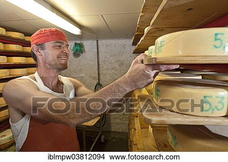 "Dairyman stacking the cheese wheels he has produced in a cheese cellar, Alp Gun, Graubunden, Switzerland, Europe" View Large Photo Image Picture - "Dairyman stacking the cheese wheels he has produced in a cheese cellar, Alp Gun, Graubunden, Switzerland, Europe". Fotosearch
