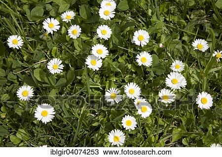 Daisies (Bellis perennis) View Large Photo Image Stock Image - Daisies (Bellis perennis). Fotosearch