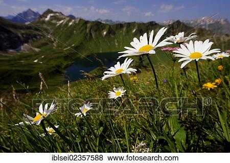 "Daisies (Leucanthemum vulgare), with a mountain lake and mountain panorama, Geisshorn Mountain, Tannheim Valley, Tyrol, Austria, Europe" View Large Photo Image Stock Photo - "Daisies (Leucanthemum vulgare), with a mountain lake and mountain panorama, Geisshorn Mountain, Tannheim Valley, Tyrol, Austria, Europe". Fotosearch
