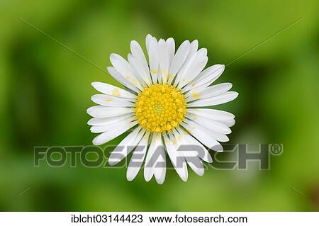 Stock Image - "Daisy (Bellis perennis), Bergkamen, North Rhine-Westphalia, Germany, Europe". Fotosearch