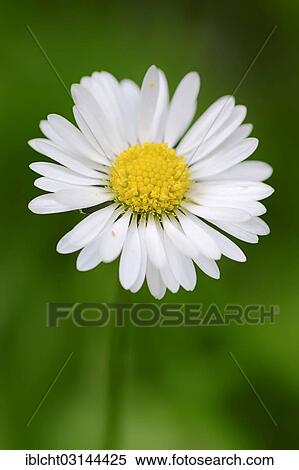 "Daisy (Bellis perennis), Bergkamen, North Rhine-Westphalia, Germany, Europe" View Large Photo Image Stock Photography - "Daisy (Bellis perennis), Bergkamen, North Rhine-Westphalia, Germany, Europe". Fotosearch