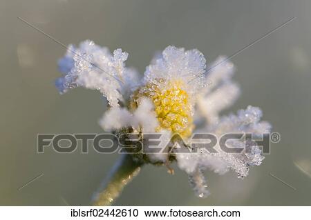 "Daisy (Bellis perennis), flower covered with hoar frost, Mecklenburg-Western Pomerania, Germany, Europe" View Large Photo Image Stock Image - "Daisy (Bellis perennis), flower covered with hoar frost, Mecklenburg-Western Pomerania, Germany, Europe". Fotosearch