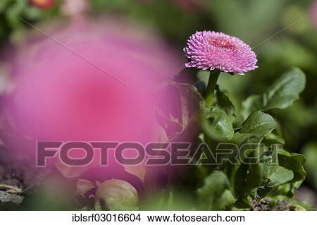 Picture - "Daisy (Bellis perennis), Kassel, Kassel, Hesse, Germany, Europe". Fotosearch