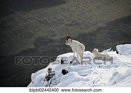"Dall sheep (Ovis dalli), Alaska" View Large Photo Image Stock Image - "Dall sheep (Ovis dalli), Alaska". Fotosearch