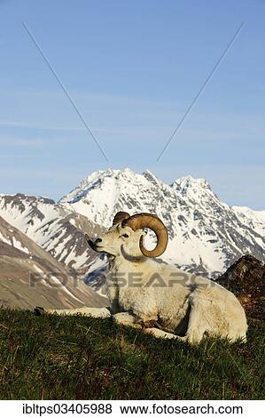 "Dall Sheep (Ovis dalli dalli) in the Arctic tundra in front of the Alaska Range, Denali National Park, Alaska, United States, North America" View Large Photo Image Stock Photo - "Dall Sheep (Ovis dalli dalli) in the Arctic tundra in front of the Alaska Range, Denali National Park, Alaska, United States, North America". Fotosearch