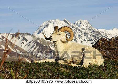Stock Photography - "Dall Sheep (Ovis dalli dalli) in the Arctic tundra in front of the Alaska Range, Denali National Park, Alaska, United States, North America". Fotosearch