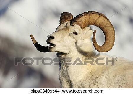 Picture - "Dall Sheep (Ovis dalli dalli), portrait, Denali National Park, Alaska, United States, North America". Fotosearch
