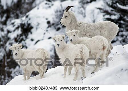 "Dall sheep (Ovis dalli) with three young, Alaska" View Large Photo Image Stock Image - "Dall sheep (Ovis dalli) with three young, Alaska". Fotosearch