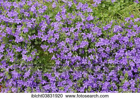 "Dalmatian Bellflower or Adria Bellflower (Campanula portenschlagiana), native to Herzegovina and Croatia" View Large Photo Image Stock Image - "Dalmatian Bellflower or Adria Bellflower (Campanula portenschlagiana), native to Herzegovina and Croatia". Fotosearch