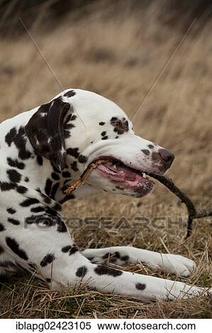 Dalmatian chewing on a stick View Large Photo Image Stock Photography - Dalmatian chewing on a stick. Fotosearch