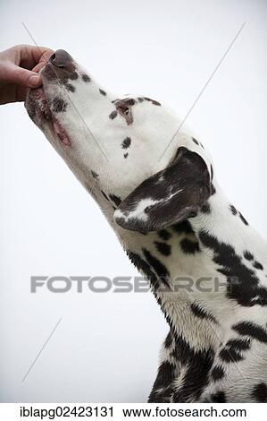 Dalmatian eating out of a hand View Large Photo Image Stock Image - Dalmatian eating out of a hand. Fotosearch
