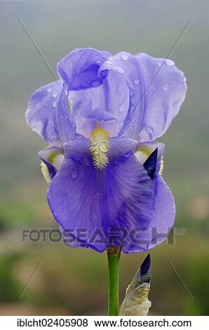 Stock Photo - Dalmatian Iris or Sweet Iris (Iris pallida). Fotosearch