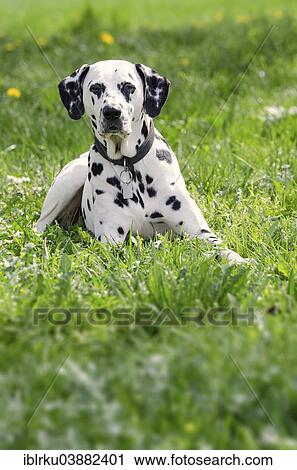 "Dalmatian lying in a meadow, Germany, Europe" View Large Photo Image Stock Image - "Dalmatian lying in a meadow, Germany, Europe". Fotosearch