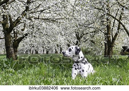 Stock Photograph - "Dalmatian lying in a meadow in front of blossoming Cherry trees (Prunus avium), Kalchreuth, Franconia, Bavaria, Germany, Europe". Fotosearch
