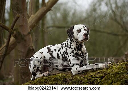 Stock Image - Dalmatian lying on a tree trunk. Fotosearch