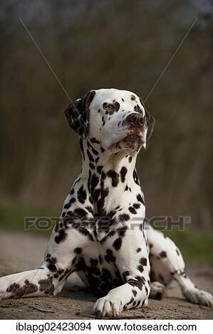 Dalmatian, lying View Large Photo Image Picture - Dalmatian, lying. Fotosearch