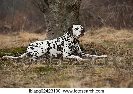 Dalmatian, lying View Large Photo Image Stock Image - Dalmatian, lying. Fotosearch