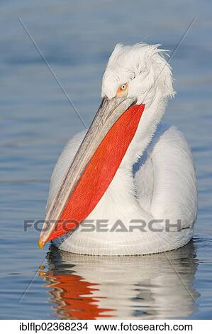 "Dalmatian Pelican (Pelecanus crispus), adult, swimming on lake, Lake Kerkini, Macedonia, Greece, Europe" View Large Photo Image Picture - "Dalmatian Pelican (Pelecanus crispus), adult, swimming on lake, Lake Kerkini, Macedonia, Greece, Europe". Fotosearch