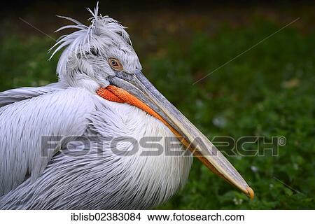 "Dalmatian Pelican (Pelecanus crispus), portrait, Southern Europe" View Large Photo Image Picture - "Dalmatian Pelican (Pelecanus crispus), portrait, Southern Europe". Fotosearch