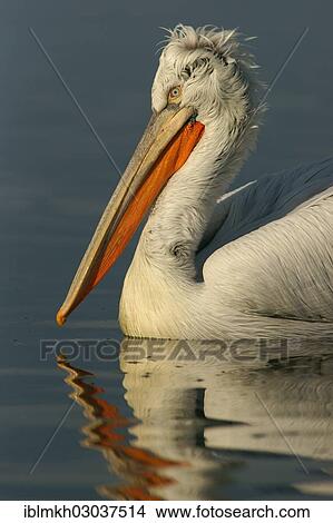 "Dalmatian Pelican (Pelecanus crispus), Lake Kerkini, Central Macedonia, Greece, Europe" View Large Photo Image Picture - "Dalmatian Pelican (Pelecanus crispus), Lake Kerkini, Central Macedonia, Greece, Europe". Fotosearch