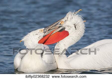 Stock Image - "Dalmatian Pelican (Pelecanus crispus), two adult males, fighting on lake, Lake Kerkini, Greece, Europe". Fotosearch