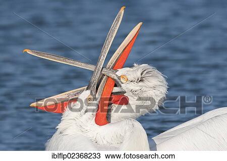 "Dalmatian Pelican (Pelecanus crispus), two adult males, fighting on lake, Lake Kerkini, Macedonia, Greece, Europe" View Large Photo Image Stock Image - "Dalmatian Pelican (Pelecanus crispus), two adult males, fighting on lake, Lake Kerkini, Macedonia, Greece, Europe". Fotosearch