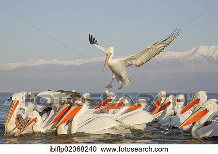 "Dalmatian Pelican (Pelecanus crispus), adults, flock competing for fish discarded by fishermen, Lake Kerkini, Greece, Europe" View Large Photo Image Stock Image - "Dalmatian Pelican (Pelecanus crispus), adults, flock competing for fish discarded by fishermen, Lake Kerkini, Greece, Europe". Fotosearch