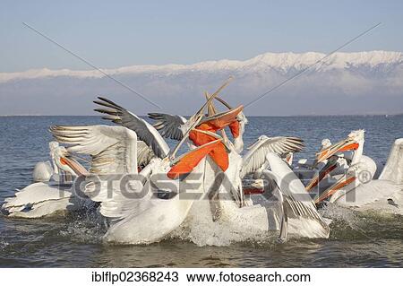 "Dalmatian Pelican (Pelecanus crispus), adults, flock competing for fish discarded by fishermen, Lake Kerkini, Greece, Europe" View Large Photo Image Stock Image - "Dalmatian Pelican (Pelecanus crispus), adults, flock competing for fish discarded by fishermen, Lake Kerkini, Greece, Europe". Fotosearch