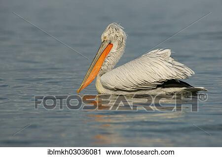 "Dalmatian Pelican (Pelecanus crispus), Lake Kerkini, Central Macedonia, Greece, Europe" View Large Photo Image Stock Image - "Dalmatian Pelican (Pelecanus crispus), Lake Kerkini, Central Macedonia, Greece, Europe". Fotosearch