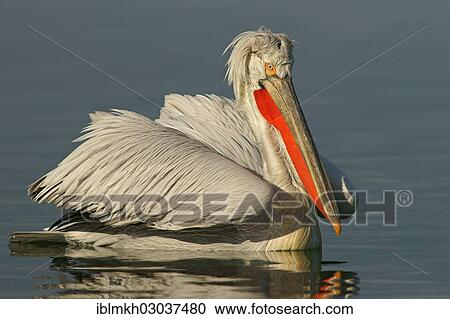 "Dalmatian Pelican (Pelecanus crispus), Lake Kerkini, Central Macedonia, Greece, Europe" View Large Photo Image Stock Image - "Dalmatian Pelican (Pelecanus crispus), Lake Kerkini, Central Macedonia, Greece, Europe". Fotosearch