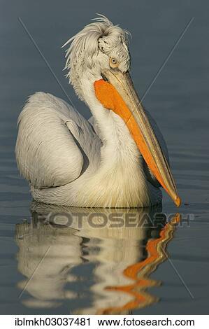 "Dalmatian Pelican (Pelecanus crispus), Lake Kerkini, Central Macedonia, Greece, Europe" View Large Photo Image Stock Image - "Dalmatian Pelican (Pelecanus crispus), Lake Kerkini, Central Macedonia, Greece, Europe". Fotosearch